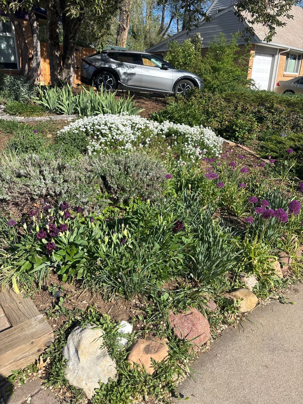 Colorful garden with purple and white flowers, lush greenery, and a silver car in the background.